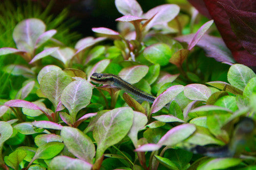 LOBELIA CARDINALIS (CARDINAL PLANT)