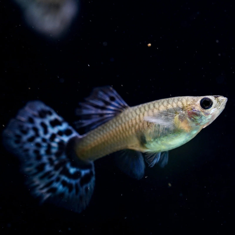 Live Fancy Guppy Fish Premium Quality Big Ear Lavender Mosaic XL (CGP-021)