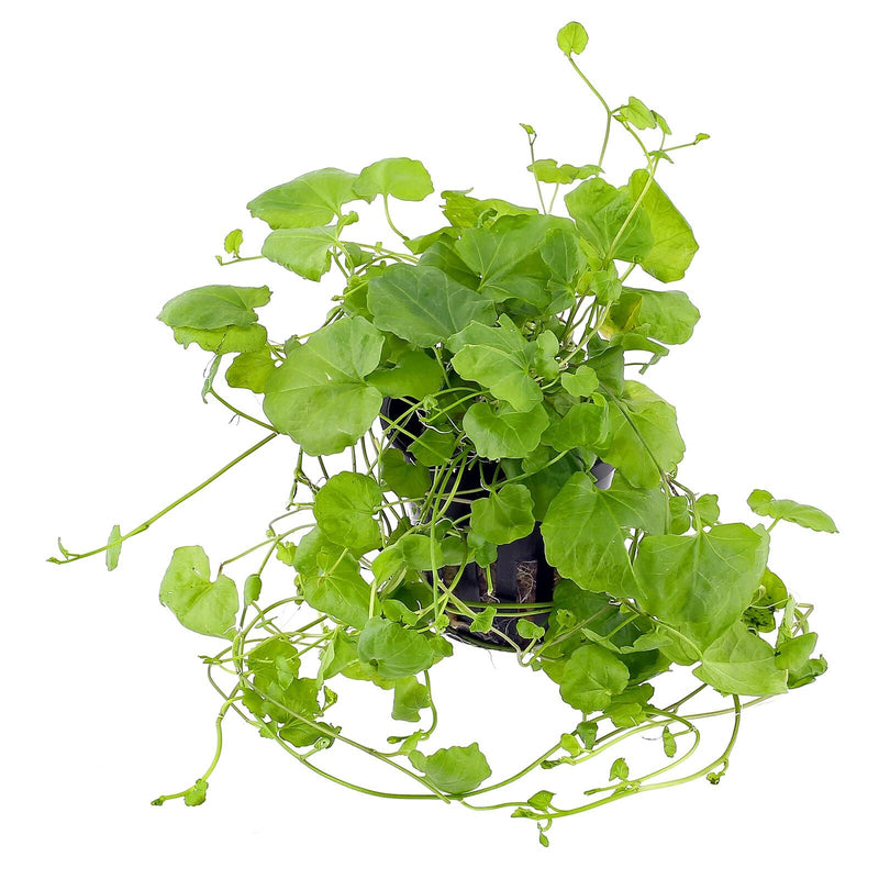 CARDAMINE LYRATA SP. (INDO) (CHINESE IVY)