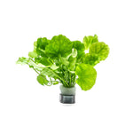 CARDAMINE LYRATA SP. (INDO) (CHINESE IVY)
