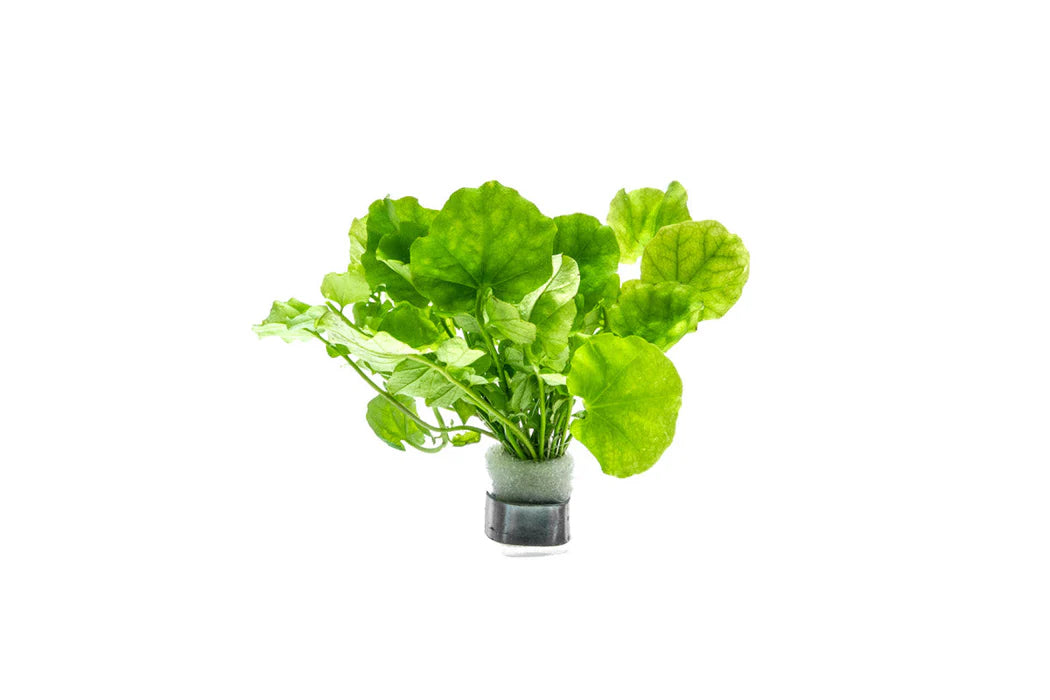 CARDAMINE LYRATA SP. (INDO) (CHINESE IVY)