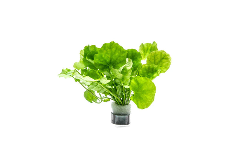 CARDAMINE LYRATA SP. (INDO) (CHINESE IVY)