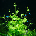 CARDAMINE LYRATA SP. (INDO) (CHINESE IVY)