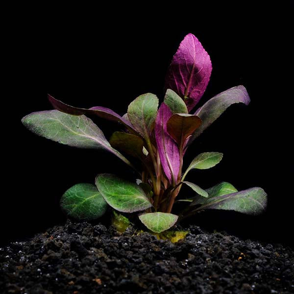 LOBELIA CARDINALIS (CARDINAL PLANT)