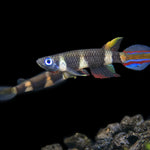 Live Tropical Freshwater Clown Killifish / Rocket Killifish (Epiplatys annulatus)