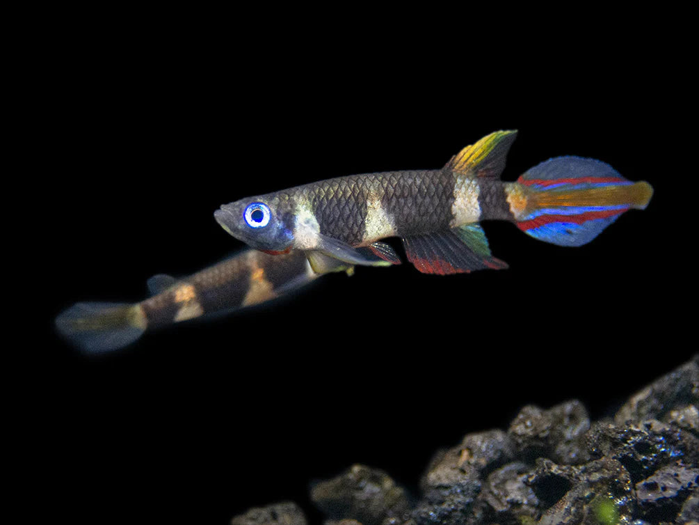 Live Tropical Freshwater Clown Killifish / Rocket Killifish (Epiplatys annulatus)