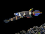 Live Tropical Freshwater Clown Killifish / Rocket Killifish (Epiplatys annulatus)