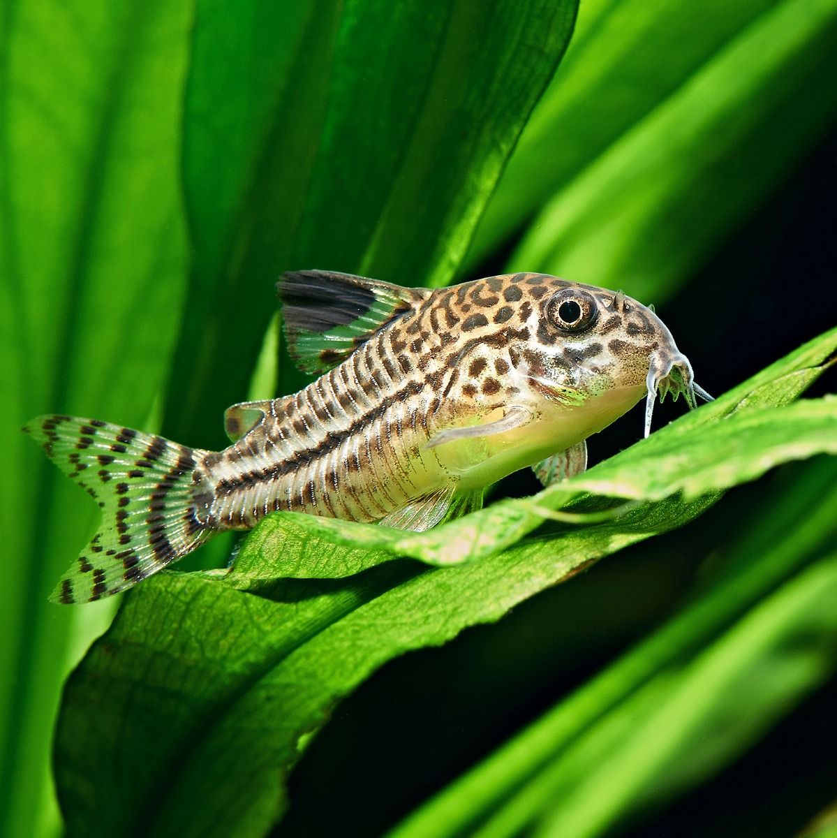 Live Tropical Fish Julii Cory (Corydoras trilineatus)