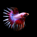 Male Betta Spider Crowntail Fancy Mix Colors Our Choice (CBM-1114)