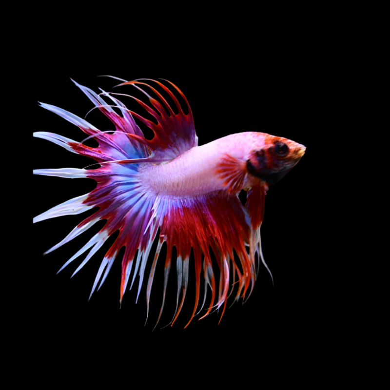 Male Betta Spider Crowntail Fancy Mix Colors (CBM-1114) BUY 4 GET 1 FREE MIX & MATCH