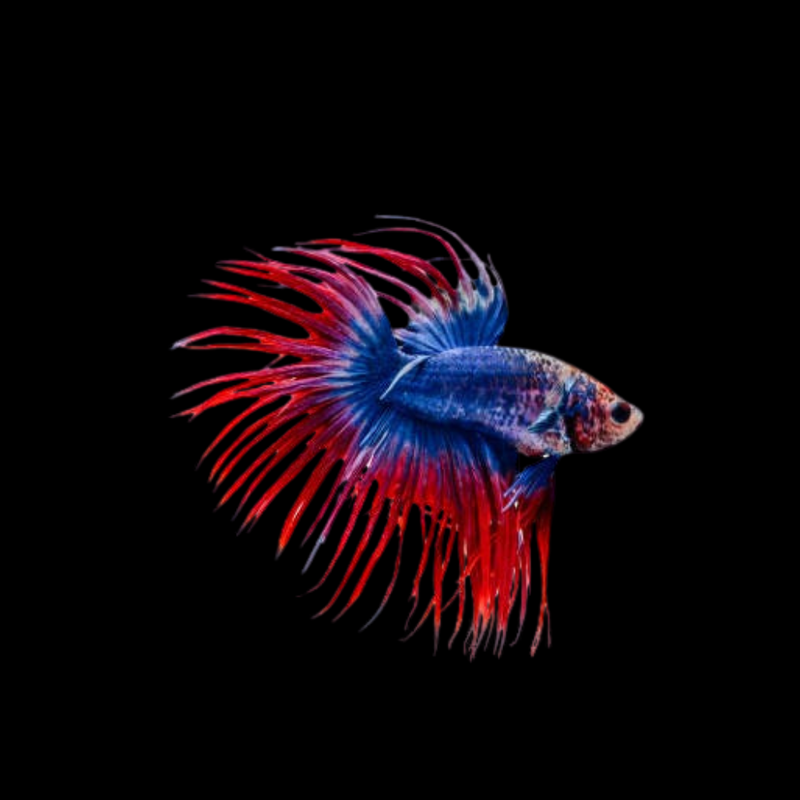 Male Betta Spider Crowntail Fancy Mix Colors (CBM-1114) BUY 4 GET 1 FREE MIX & MATCH