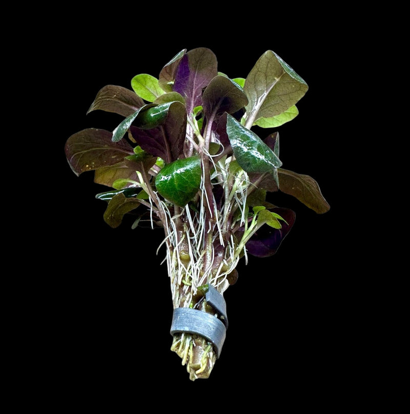 LOBELIA CARDINALIS (CARDINAL PLANT)