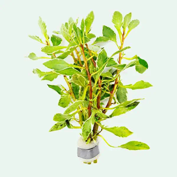 LUDWIGIA INCLINATA CUBA (CUBAN LUDWIGIA)