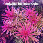 LUDWIGIA INCLINATA CUBA (CUBAN LUDWIGIA)