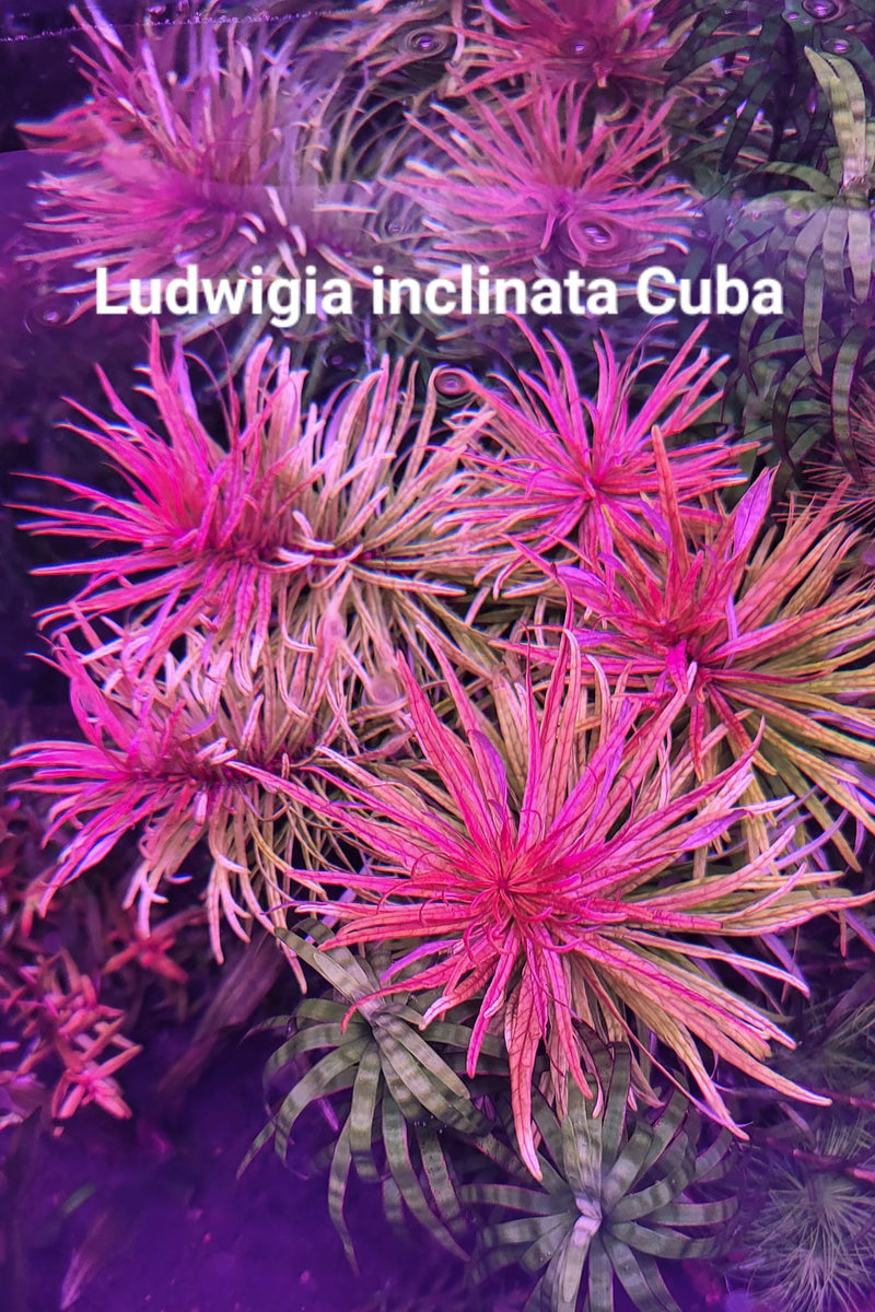 LUDWIGIA INCLINATA CUBA (CUBAN LUDWIGIA)