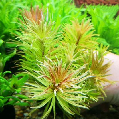 LUDWIGIA INCLINATA CUBA (CUBAN LUDWIGIA)