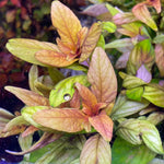 LUDWIGIA INCLINATA CUBA (CUBAN LUDWIGIA)