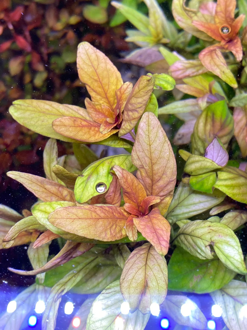 LUDWIGIA INCLINATA CUBA (CUBAN LUDWIGIA)