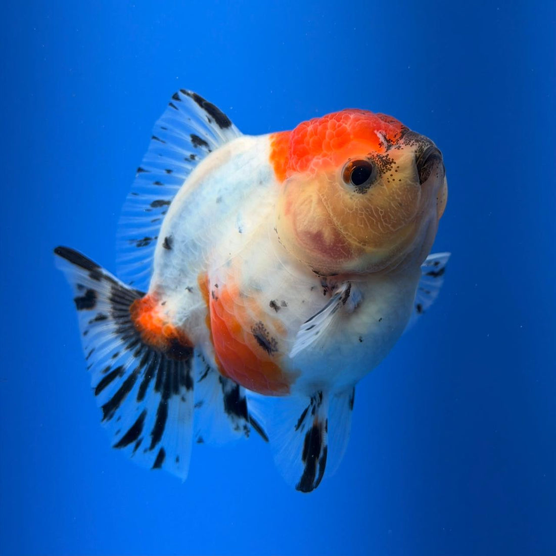 (KP-255) SHOGUN 2.5'' Calico Oranda (TUB15)