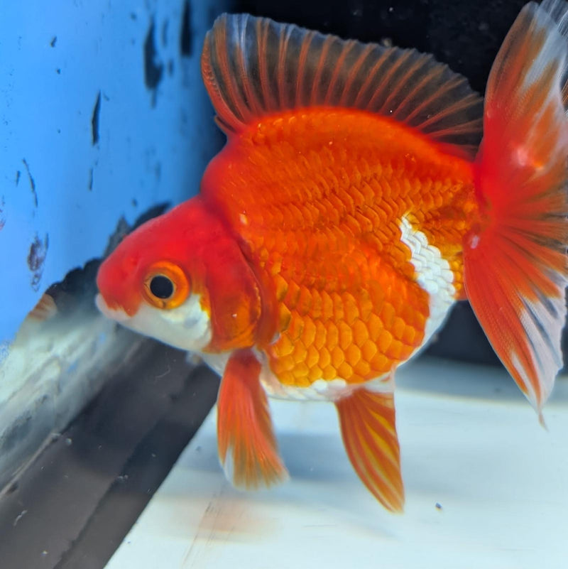 (KP-241) Red & White Thai Ryukin 2.5'' Male Show Quality R3B15