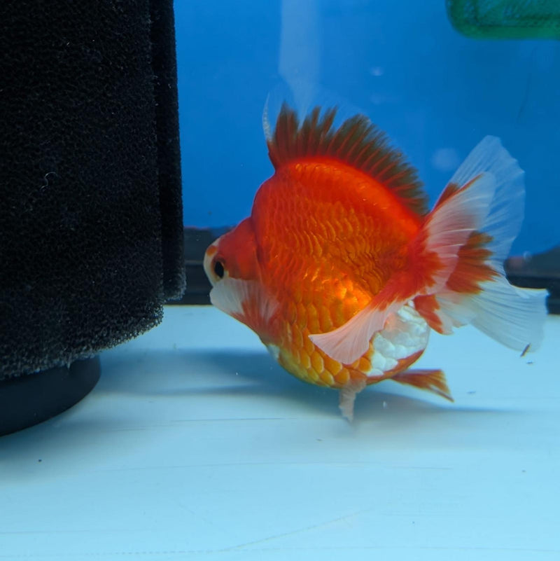 (KP-237) Red & White Thai Ryukin 2.5'' Female Show Quality R3B09