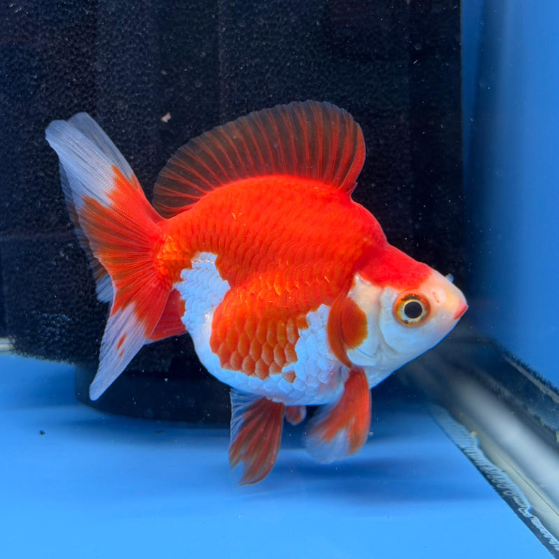 (KP-243) Red & White Thai Ryukin 2.5'' Male Show Quality R3B15