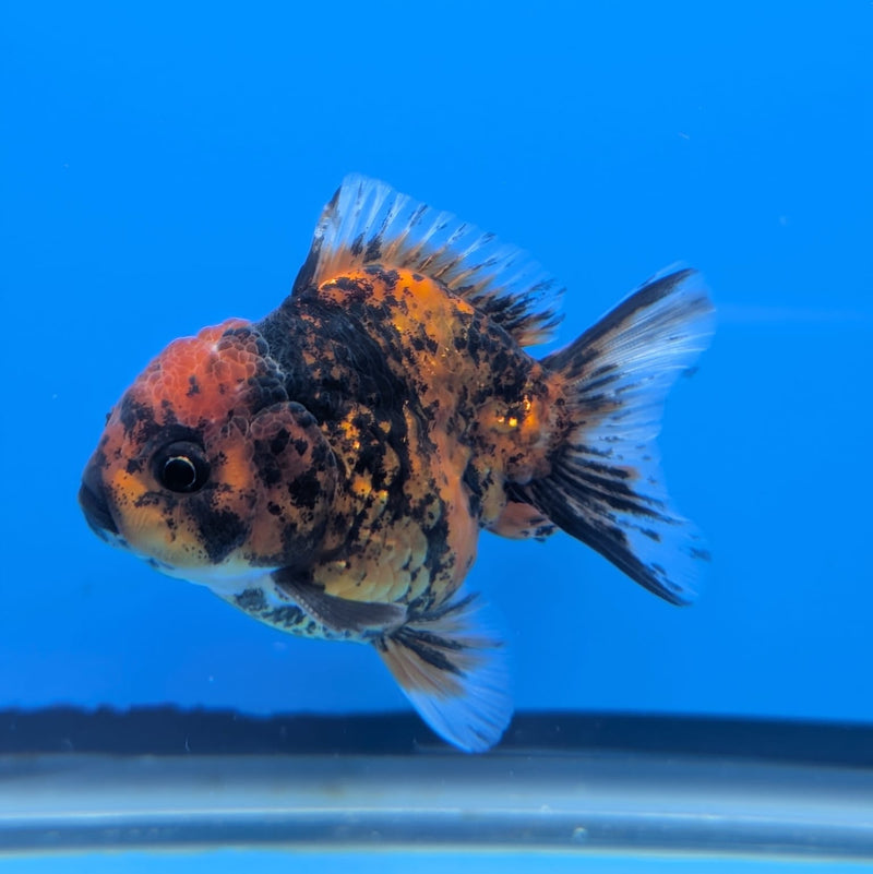 (DR-002) Thai Fancy Calico Oranda 3.0" Female R3B06