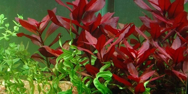 LUDWIGIA PALUSTRIS RED (SUPER RED LUDWIGIA (DARK RED))