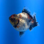(KP-257) SHOGUN 2.5'' Calico Oranda (TUB15)