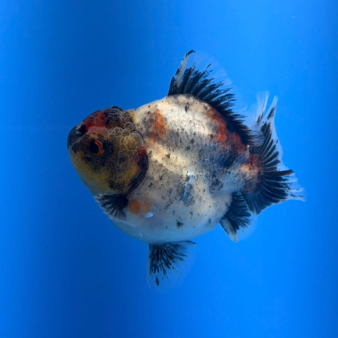 (KP-257) SHOGUN 2.5'' Calico Oranda (TUB15)