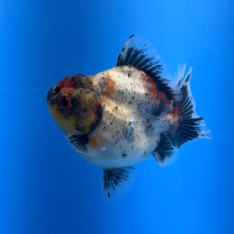 (KP-257) SHOGUN 2.5'' Calico Oranda (TUB15)