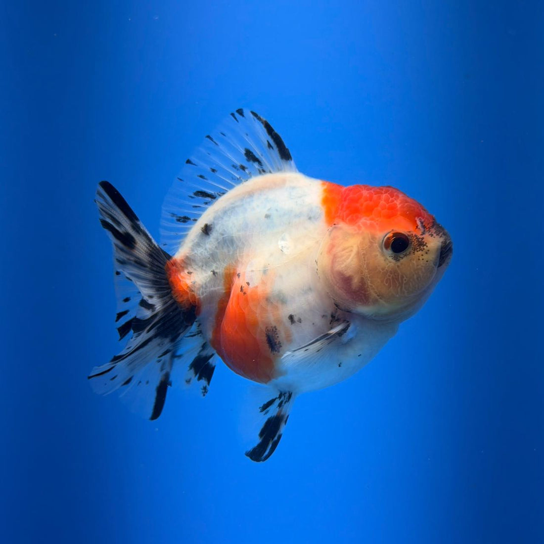 (KP-255) SHOGUN 2.5'' Calico Oranda (TUB15)