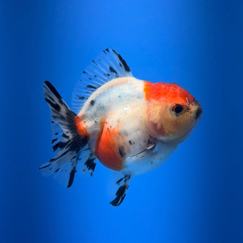(KP-255) SHOGUN 2.5'' Calico Oranda (TUB15)