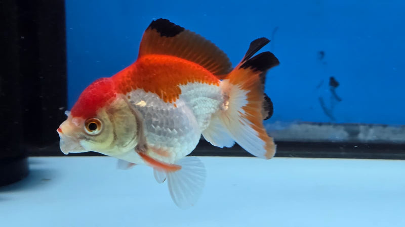 Thai Red/White Yuanbao Medium Breed Male 2.50 inch Body (NNN-3003)R3B15