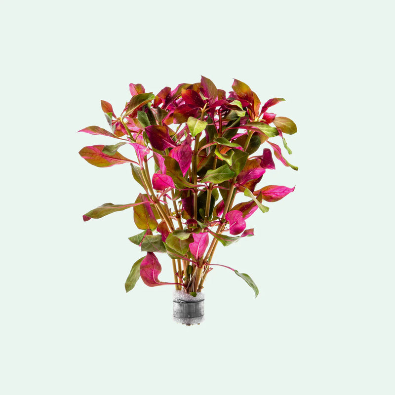 LUDWIGIA GLANDULOSA (PERUENSIS DIAMOND) (DIAMOND LUDWIGIA)