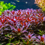LUDWIGIA GLANDULOSA (PERUENSIS DIAMOND) (DIAMOND LUDWIGIA)