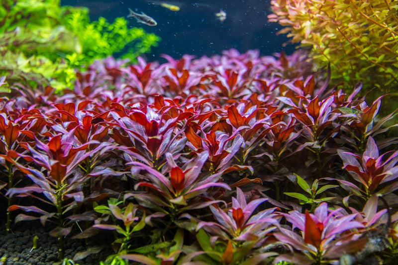 LUDWIGIA GLANDULOSA (PERUENSIS DIAMOND) (DIAMOND LUDWIGIA)