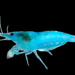 Live Freshwater Aquarium Premium Blue Jelly Shrimp 10/$30, 20/$50 (FS-014)
