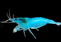 Live Freshwater Aquarium Premium Blue Jelly Shrimp 10/$30, 20/$50 (FS-014)