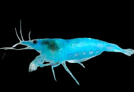 Live Freshwater Aquarium Premium Blue Jelly Shrimp 10/$25, 20/$40 (FS-014)