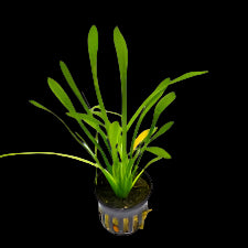 SAGITTARIA PUSILLA (DWARF SAGITTARIA)