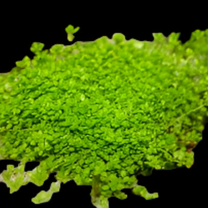 MICRANTHEMUM MONTE CARLO (MONTE CARLO)