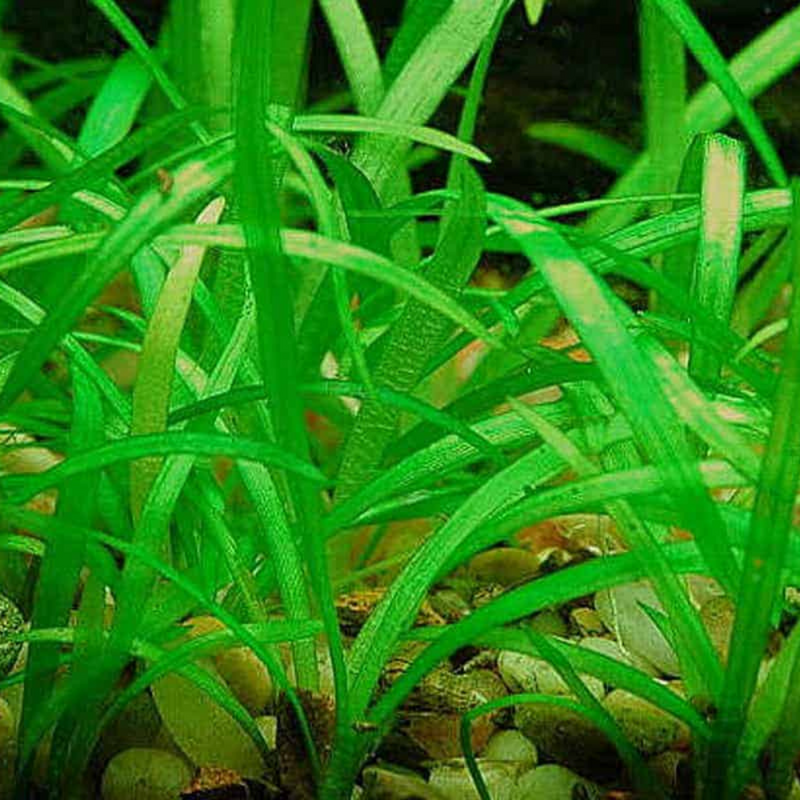 SAGITTARIA PUSILLA (DWARF SAGITTARIA)