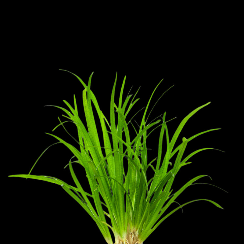 SAGITTARIA PUSILLA (DWARF SAGITTARIA)