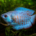 Live Freshwater Tropical Fish Blue Flame Dwarf Gourami R13B16