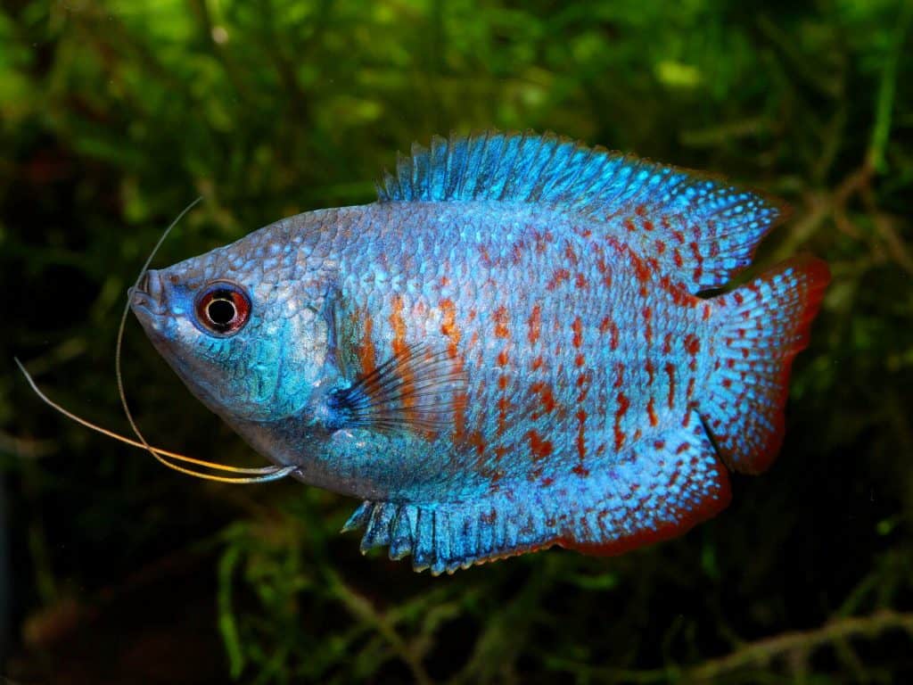 Live Freshwater Tropical Fish Blue Flame Dwarf Gourami R13B16