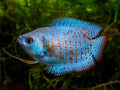 Live Freshwater Tropical Fish Blue Flame Dwarf Gourami R13B16
