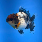 (KP-258) SHOGUN 2.5'' Calico Oranda (TUB15)