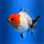 (KP-255) SHOGUN 2.5'' Calico Oranda (TUB15)