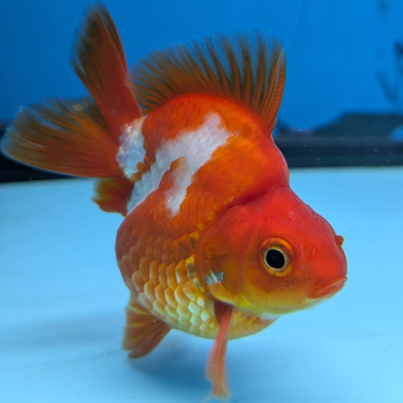 (KP-238) Red & White Thai Ryukin 2.5''Male Show Quality R3B15